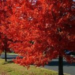 A beacon of Autumn: Red Maple, October’s Native of the Month