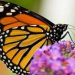 In Defense of The Monarch Butterfly