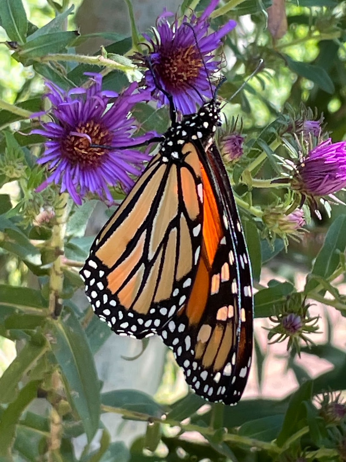 In Defense of The Monarch Butterfly

