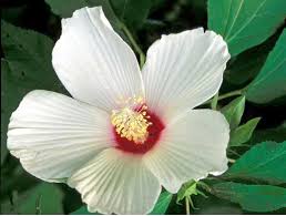 Native Plant of the Month (August) – Swamp Rose Mallow
