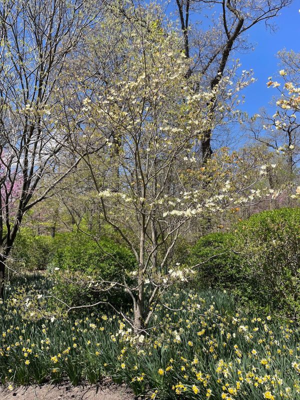 Native Plant of the Month: Flowering dogwood
