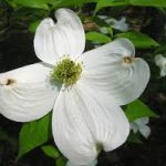 Native Plant of the Month: Flowering dogwood