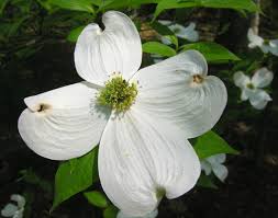 Native Plant of the Month: Flowering dogwood