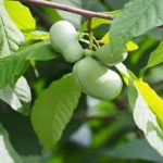 Native Plant of the Month: Pawpaw Tree