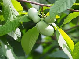 September’s Native Plant of the Month: Pawpaw Tree