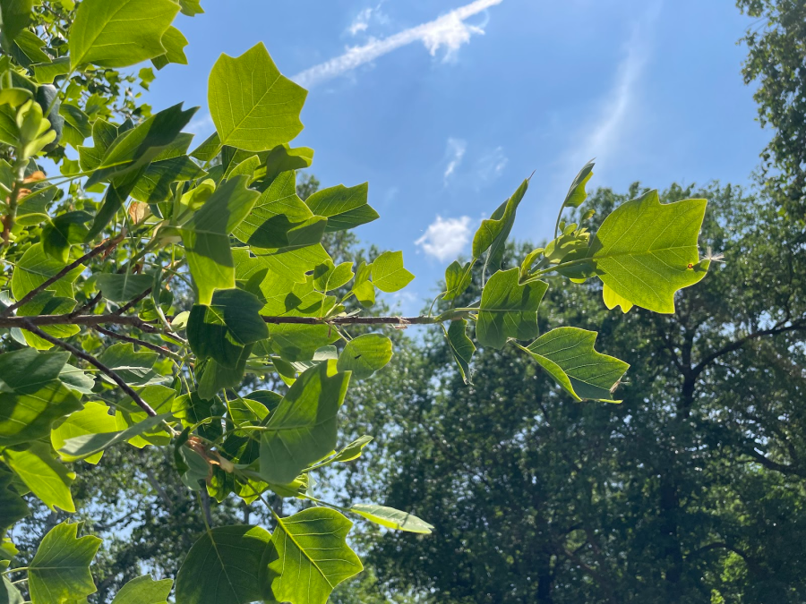 Native plant of the month: Liriodendron tulipifera, or tulip tree